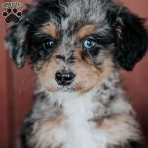 Cameron, Mini Bernedoodle Puppy